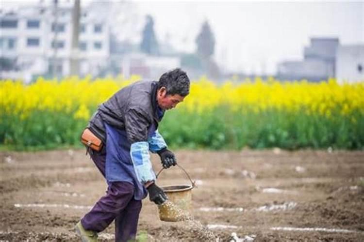 杨树需不需要打叶面肥呢？