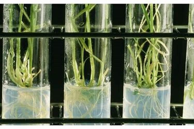 有60斤左右的馒头发霉坏了,能做庄稼地里的肥料吗？