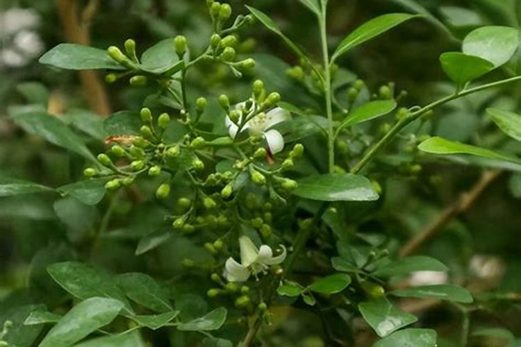 九里香用什么肥料 快去试试吧