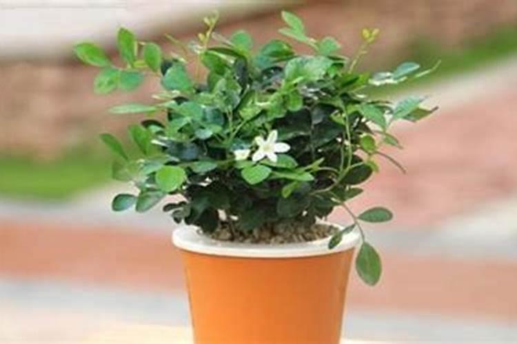 柚子树施什么肥料最好