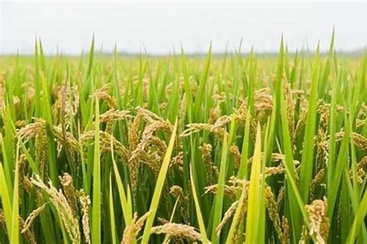 水稻56叶期喷施什么肥好？