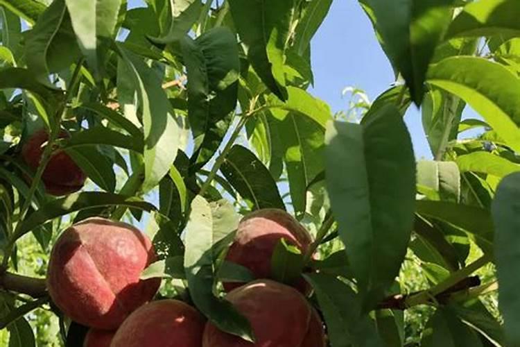 桃子如何快速膨大,二次膨大什么时候施肥