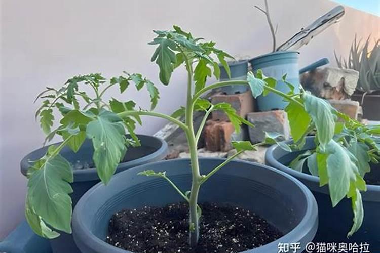 西红柿要怎样喷叶面肥效果更好呢？