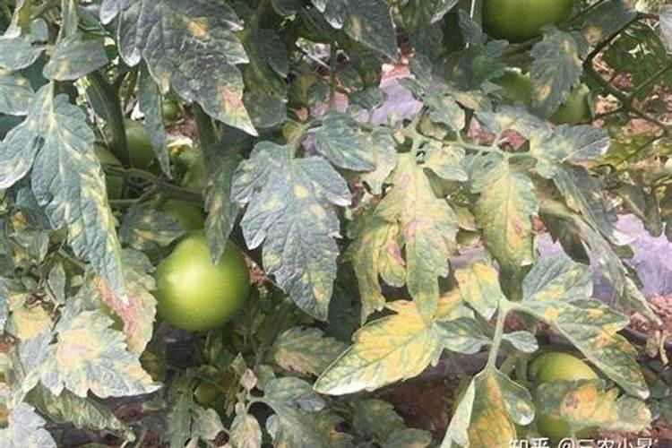 尿素和复合肥可以喷到番茄叶子上吗？