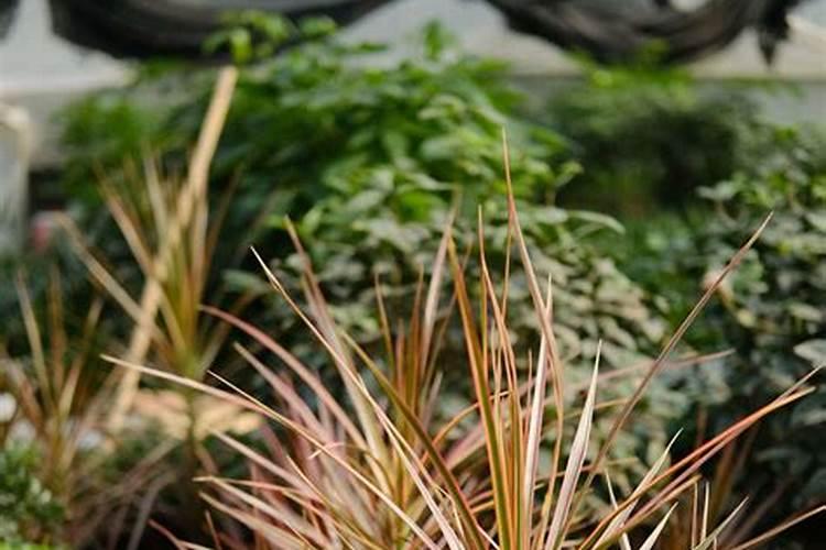 玉米种子怎么催芽 如何快速出苗