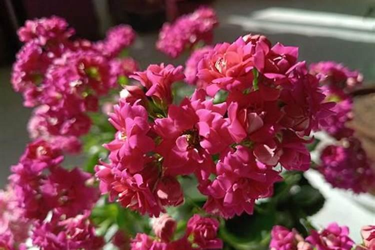 乙唑螨腈不能与什么药混用