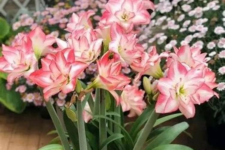 提高芝麻产量,有什么技术要点？