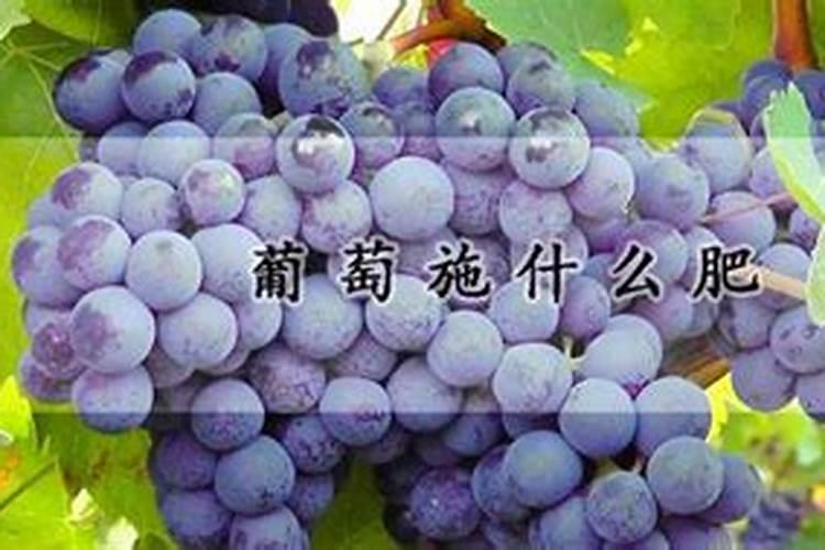 在葡萄的开花阶段进行浇水同时施用硼肥是否可行