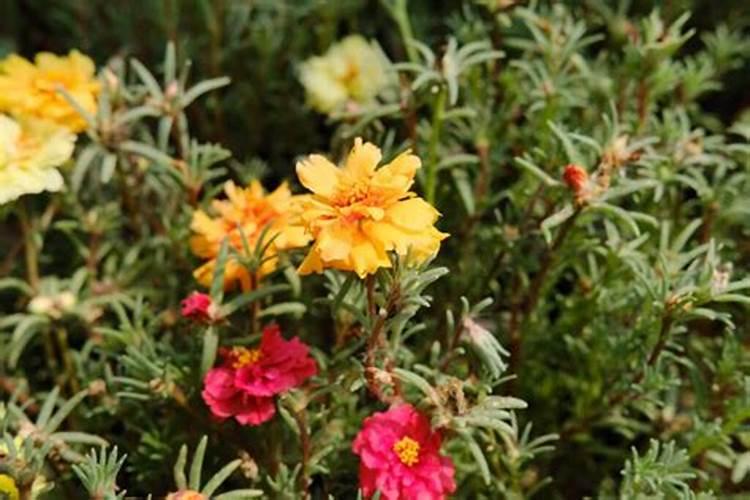 太阳花越冬了还能长出来吗