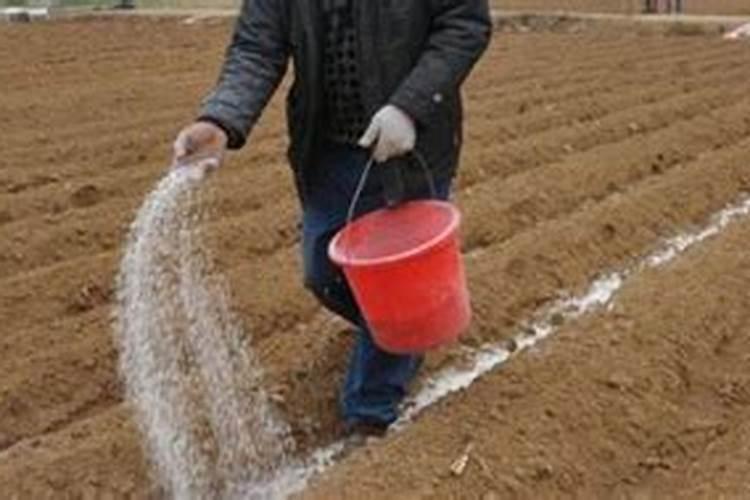 老师种小麦用什么肥料做底肥好？