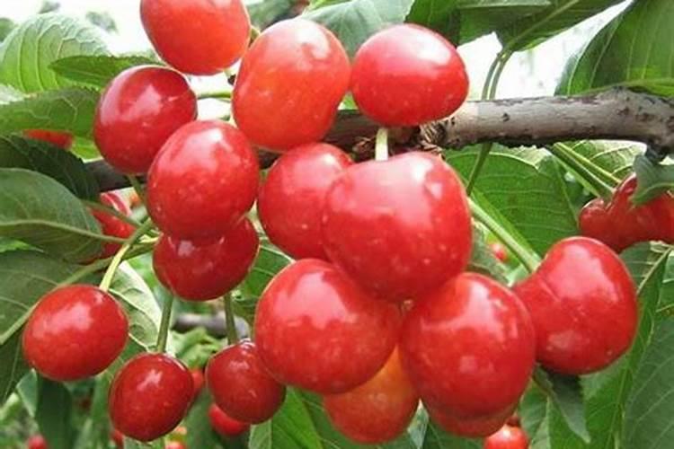 大樱桃种植的秋季,该怎么管理？