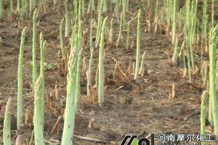 芦笋根苗的种植方法和时间