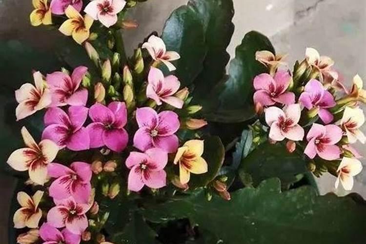 果树安全施用硼肥有什么技术？