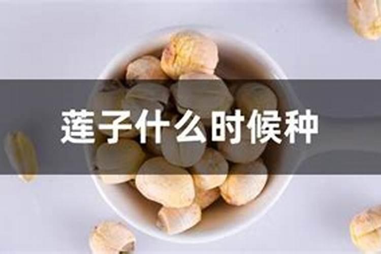 莲子发芽后长多大放入泥里？