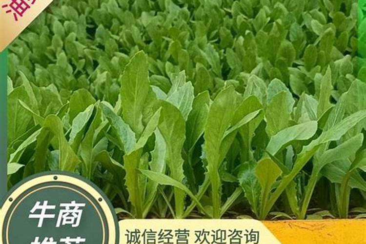 蔬菜叶面肥木醋液批发厂家