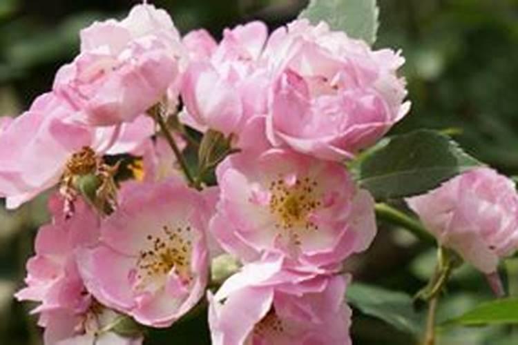 绿化土 种植土 价格