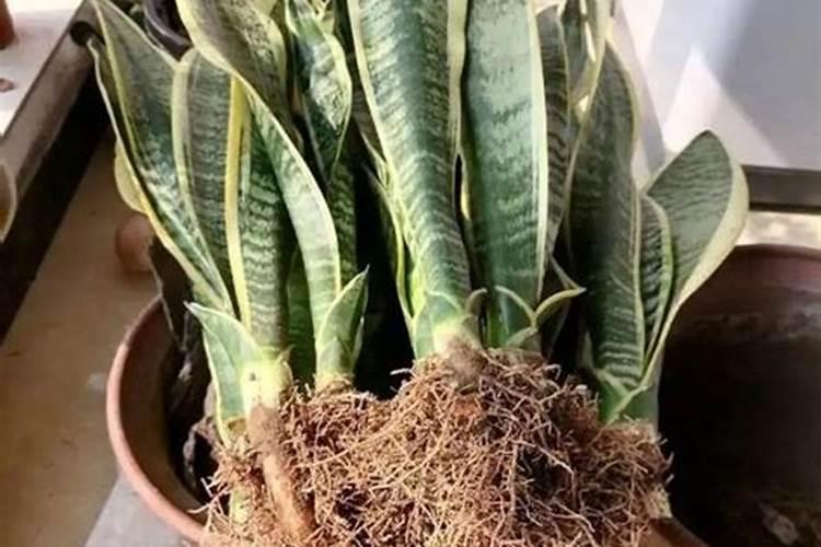 兰花什么时候施氮磷钾？