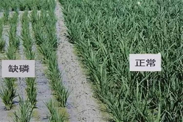 水稻缺肥或施肥过量时有哪些症状？如何诊断