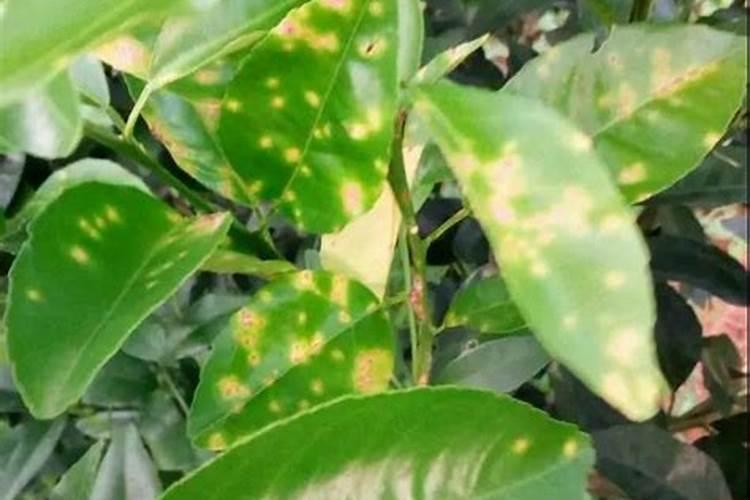 榛子树喷叶面肥的正确方法