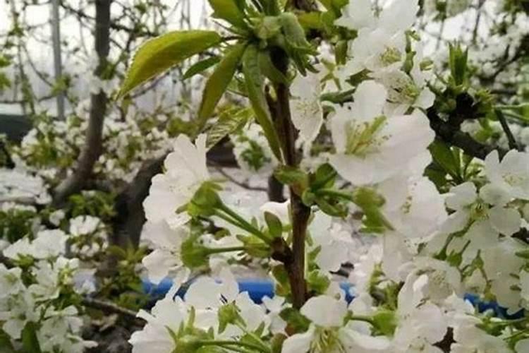 菊花喜欢酸性土还是碱性土