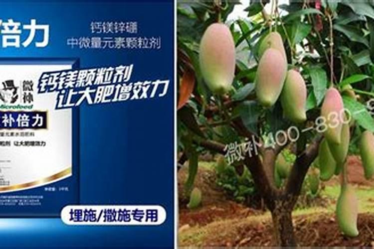 请问芒果露水斑要怎么办