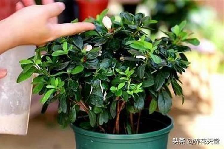 冬季莴笋育苗时间和方法