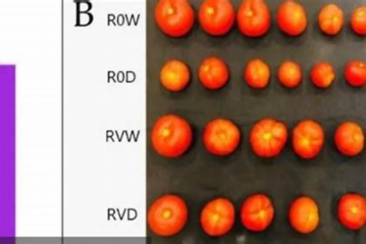 滴灌带冲肥有哪些