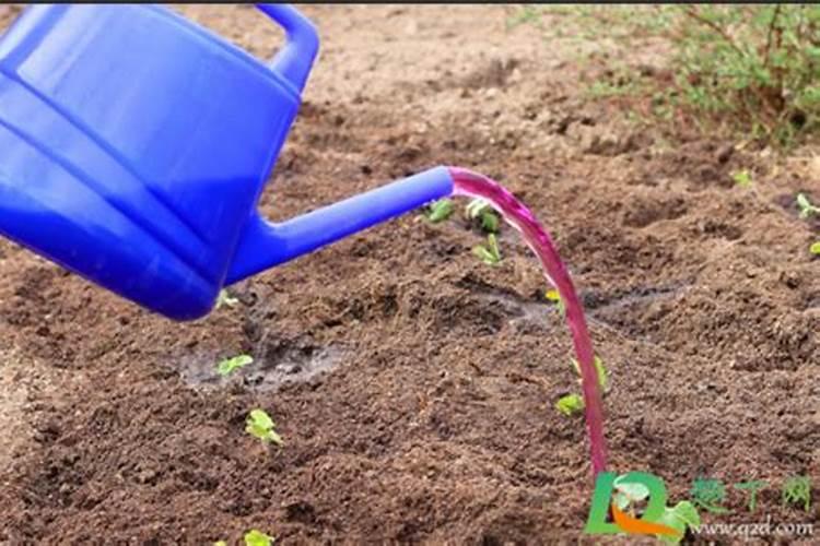 菜地挖回来的土需要处理下吗？