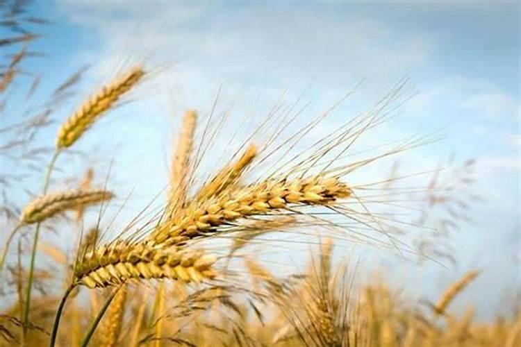 小麦抽穗期打什么药最好