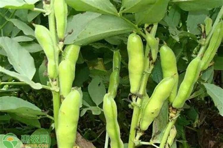 农民耕地用的草木灰主要是给农作物补充什么