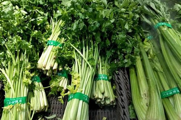 巴黎花怎么养巴黎花好养吗