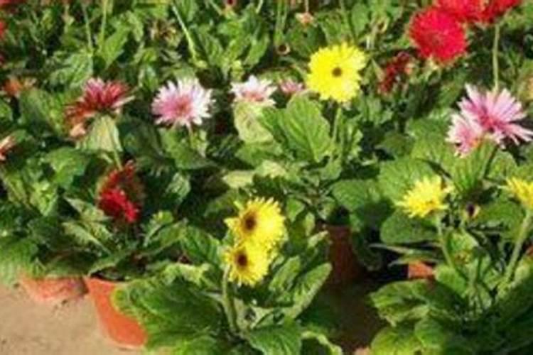 马铃薯第一次冲肥什么好？尿素还是复合肥