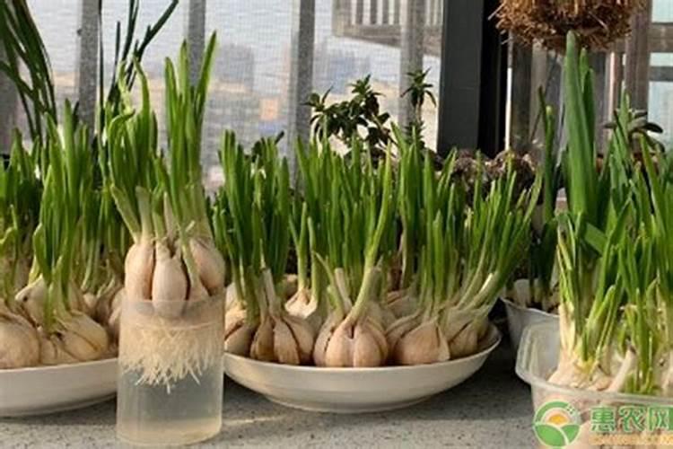 有机水溶肥是什么肥料