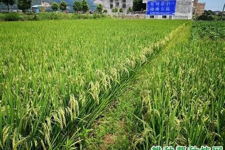 你了解钙肥吗,钙肥怎么选？什么时候用？怎么用？