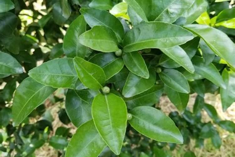 菊花缺钙症防治方法