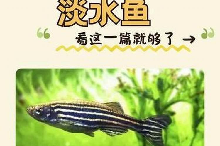 肥水池塘适合养什么鱼,肥水有什么禁忌