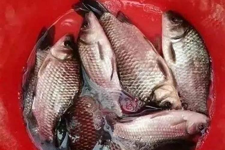 适合肥水养殖的鱼