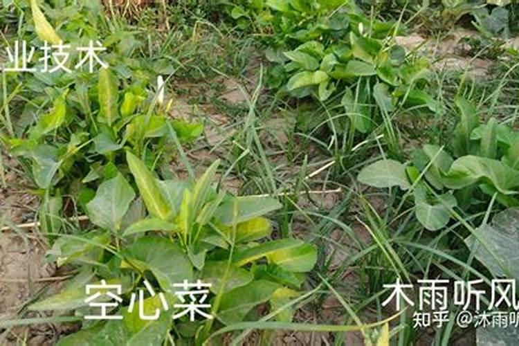 怎么选择发酵菌剂,有机肥发酵工艺,发酵剂的使用方法