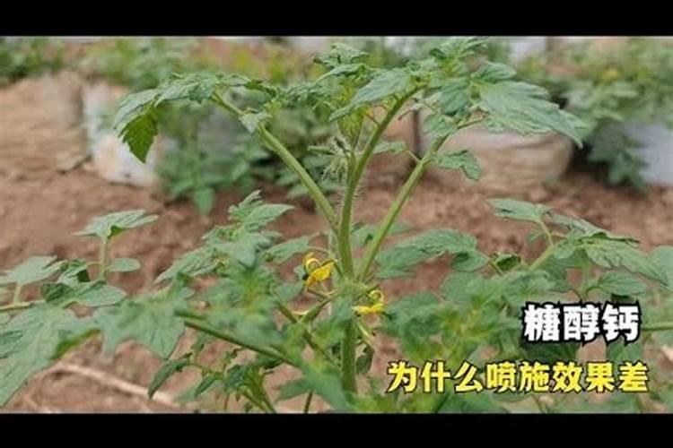 如何管理茄子？