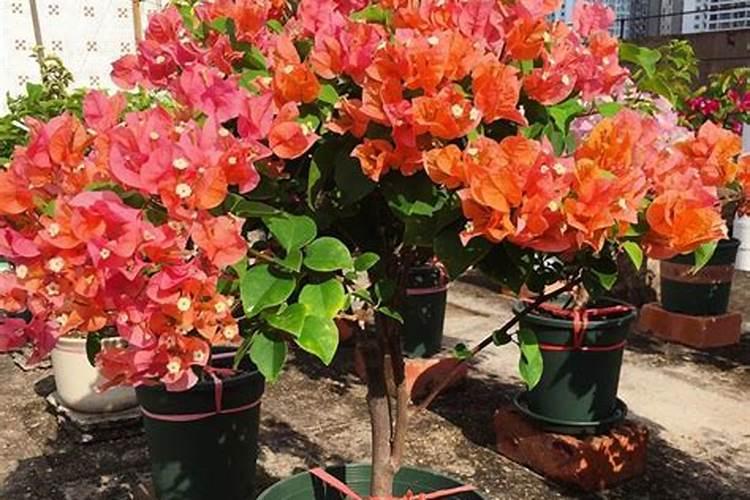 三角梅用什么肥料催花