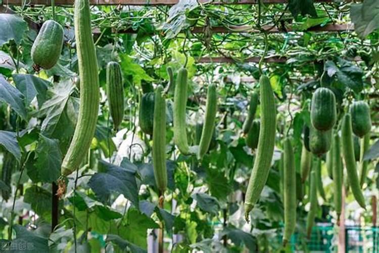 丝瓜种植多少天施肥