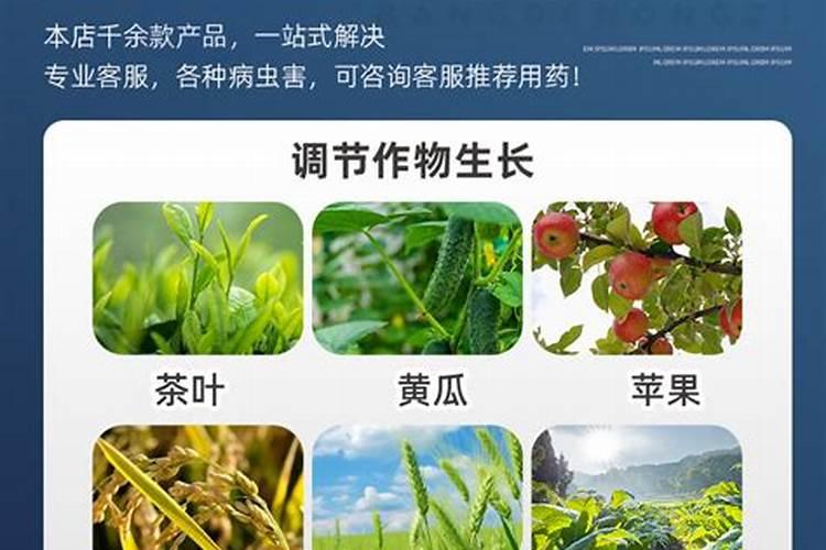 冬枣的养护方法