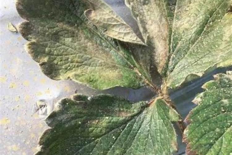 草莓不开花的原因是什么 如何解决草莓开花难