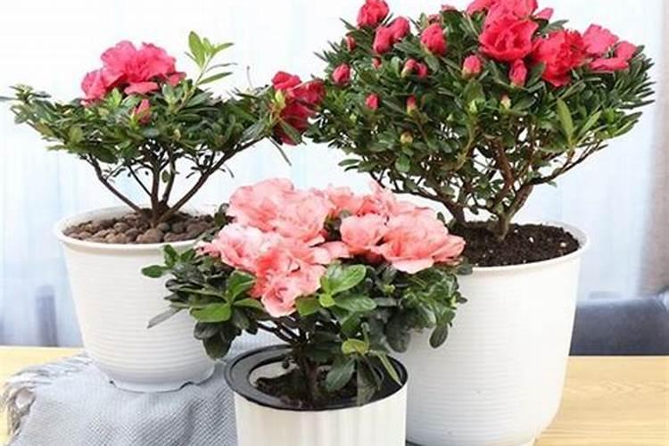 杜鹃花怎么施肥