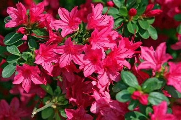 杜鹃花冬季怎么施肥