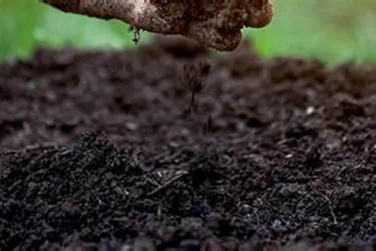 阳台种菜怎么沤土肥好  如何在阳台上种菜家庭种菜