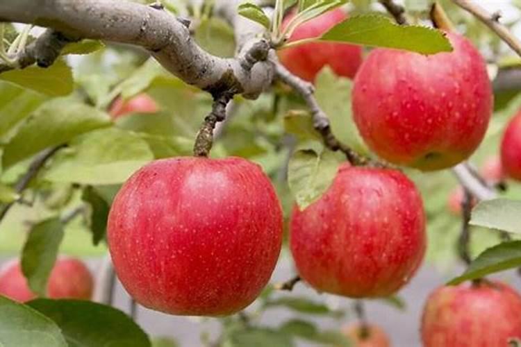 亿液神水溶肥哪生产的