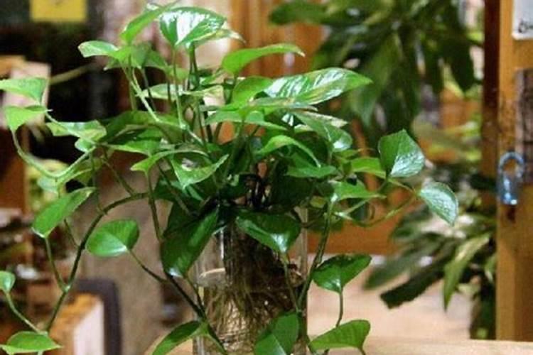 复合肥与花多多那9好