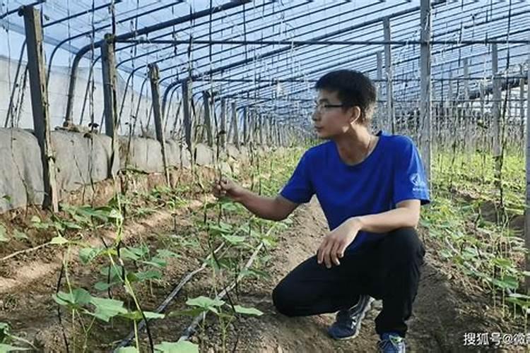 钙镁硼可以和春雷霉素一起喷药吗