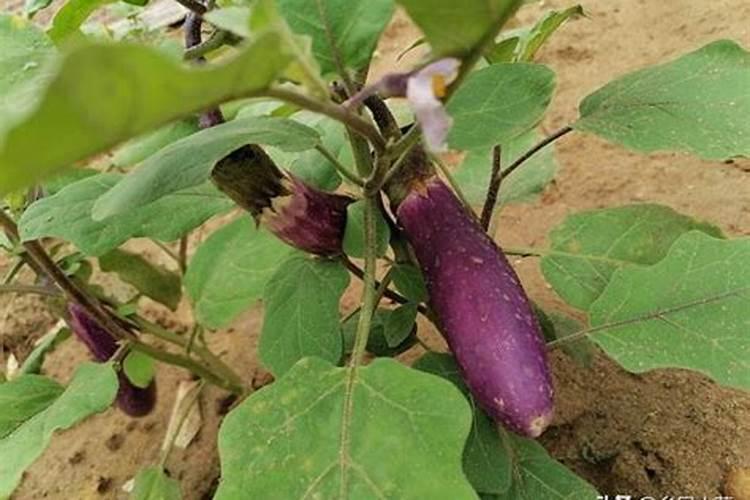 天气越来越热了,在夏天如何给茄子追肥呢？